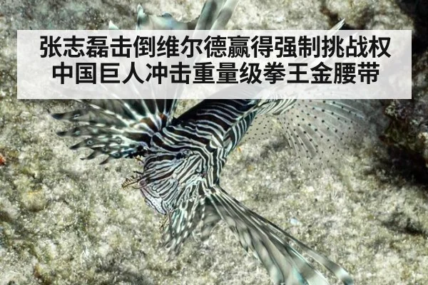张志磊击倒维尔德赢得强制挑战权 中国巨人冲击重量级拳王金腰带